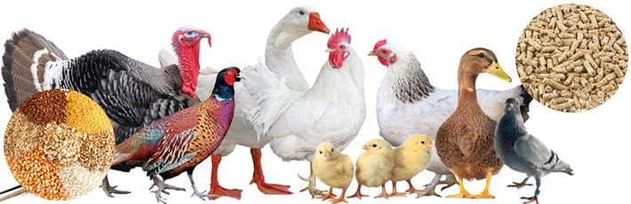 Poultry feed pellets